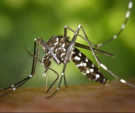 Criança de 7 anos morre com suspeita de dengue hemorrágica