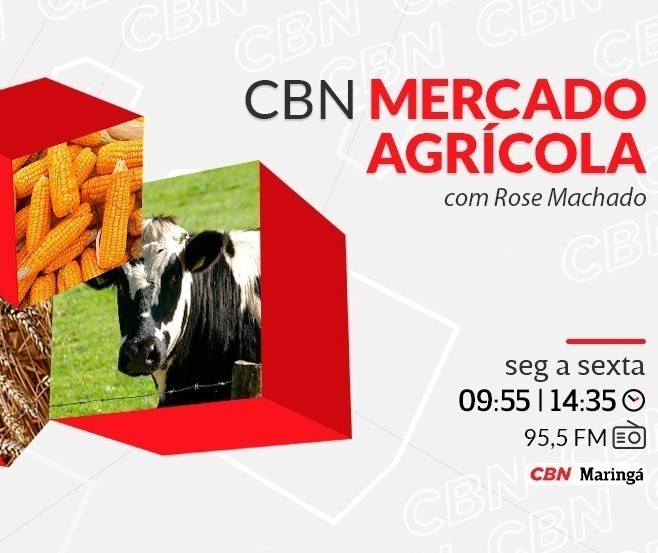 Milho custa R$97 em Londrina e Maringá