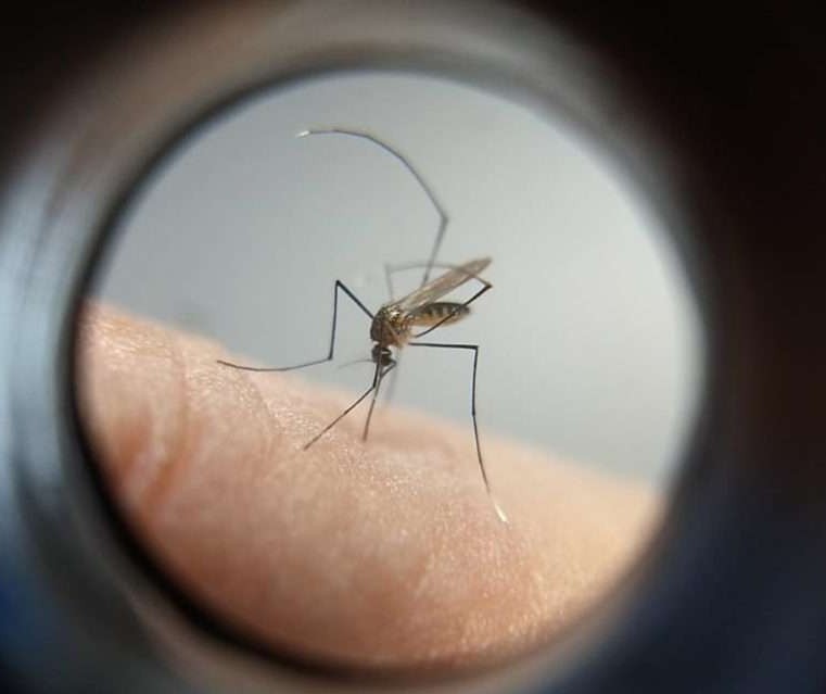 Maringá confirma quase 50 novos casos de dengue