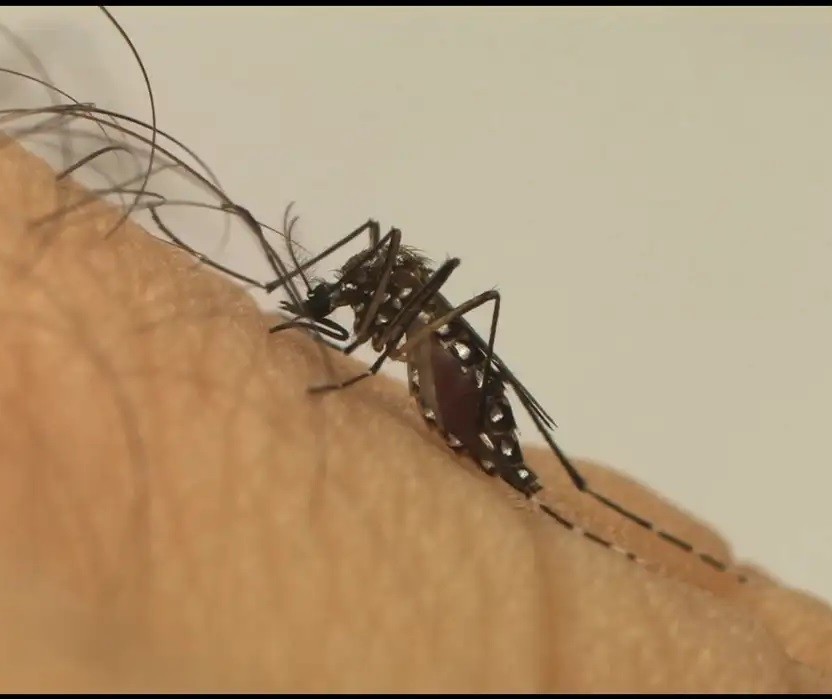 Maringá é a 2ª regional do Paraná com mais notificações de dengue