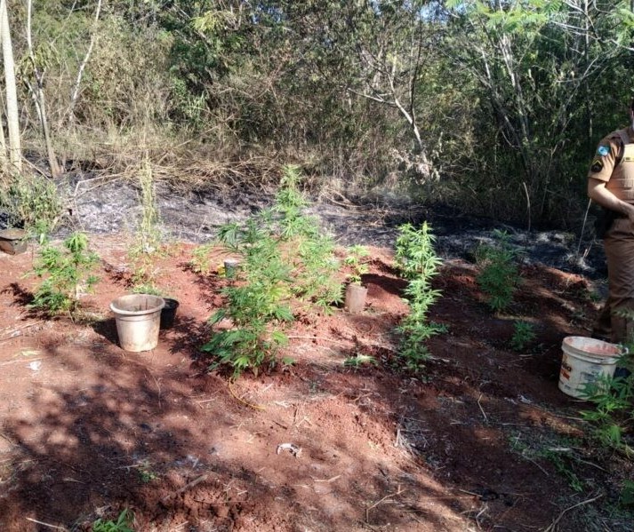 Após apagar incêndio, bombeiros encontram plantação de maconha em Maringá