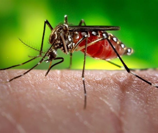 Paraná confirma primeiros casos de zika vírus 