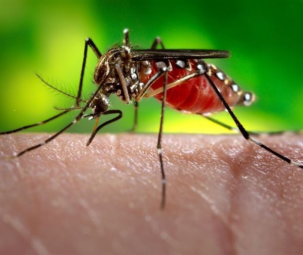 Paraná confirma primeiros casos de zika vírus
