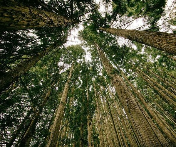 Florestas Plantadas geram estoque de 4,2 bi de gás carbônico