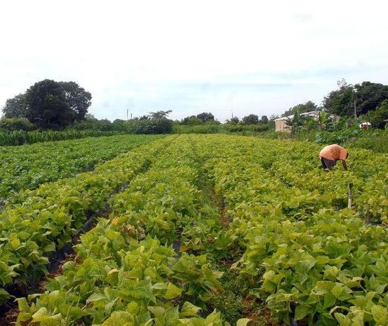 Seguro Rural terá subvenção de R$ 1 bilhão 