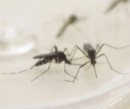 Maringá registra mais de mil casos de dengue em uma semana