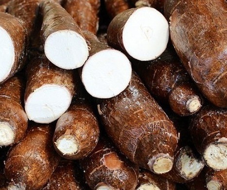 Raiz de mandioca custa R$ 340 a tonelada em Umuarama