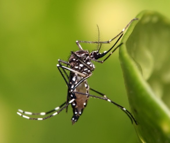 Maringá entra em epidemia de dengue 