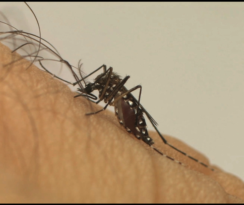 Cianorte passa de 5 mil casos confirmados de dengue no período epidemiológico 