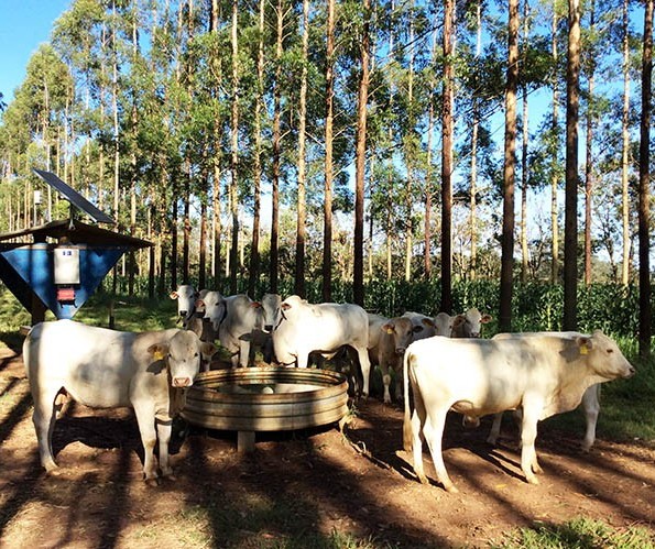 Gado criado em sistema integrado com árvores frequenta menos água