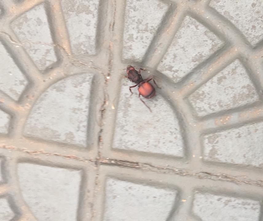 Calor expulsa formigas “gigantes” de tocas para praças de Maringá