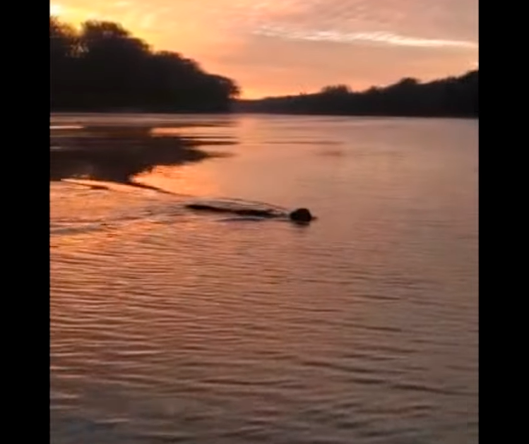 Onça é flagrada atravessando o Rio Ivaí e vídeo viraliza