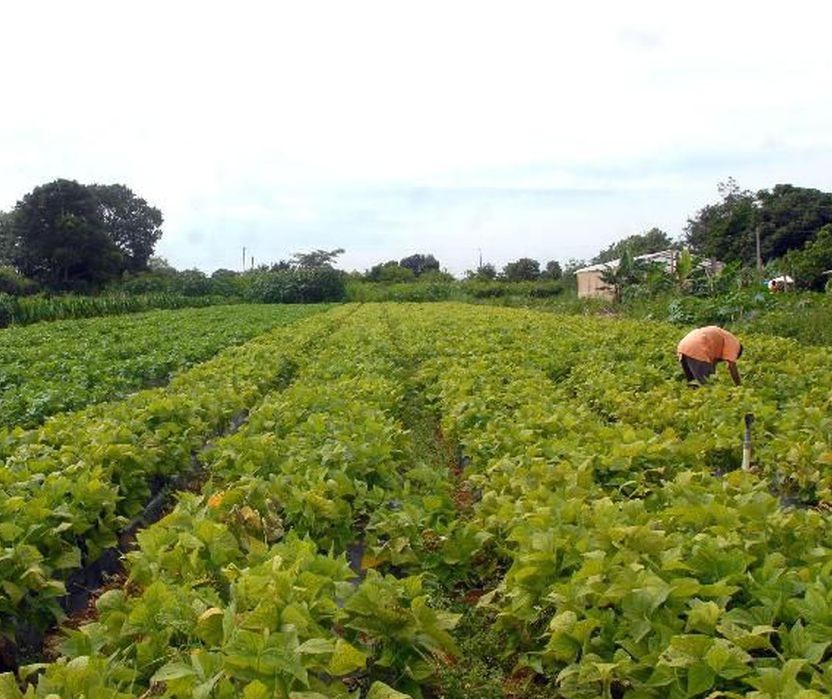 Segurança agrícola é questão de cultura