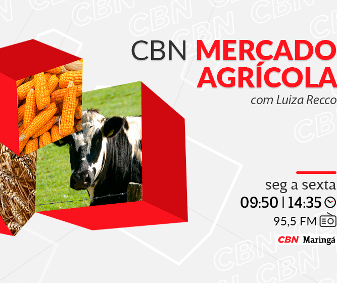 Mandioca custa R$968,85 na média regional