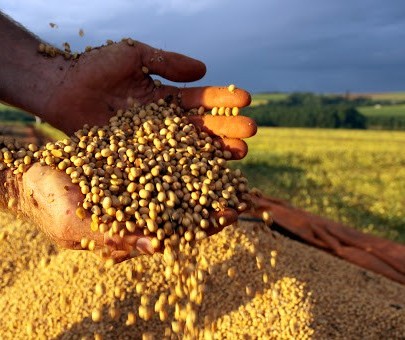 Apesar da estiagem, produtores do Paraná colhem safra recorde