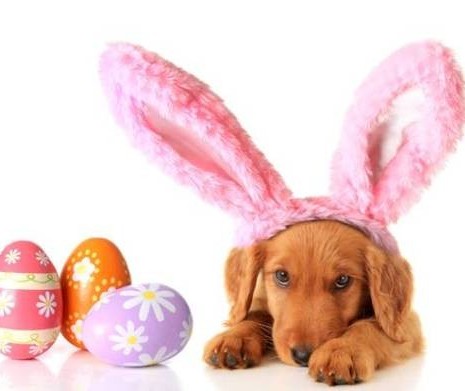 Perigos que o chocolate traz para os pets
