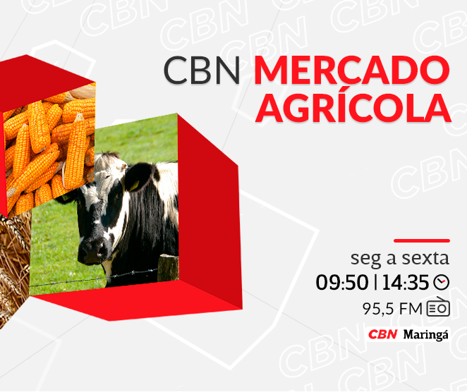 Café beneficiado recua para R$ 1.434,00 em Maringá