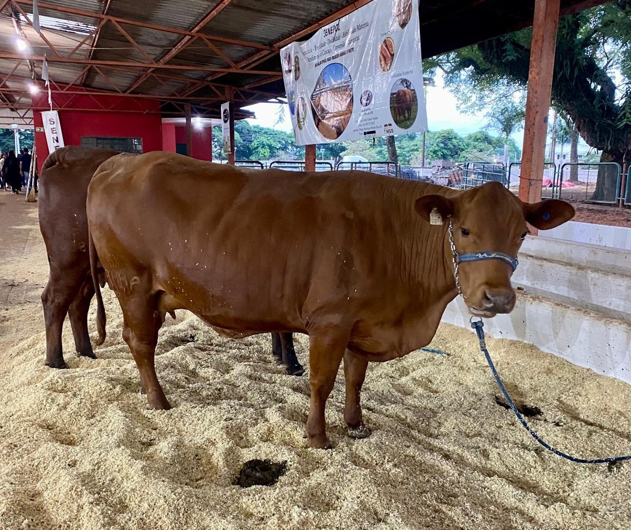 Animais da raça Senepol atraem compradores na Expoingá