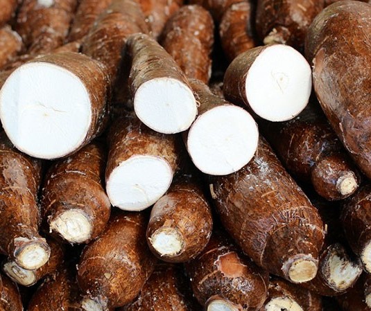 Tonelada da raiz de mandioca custa R$ 390,00 em Campo Mourão