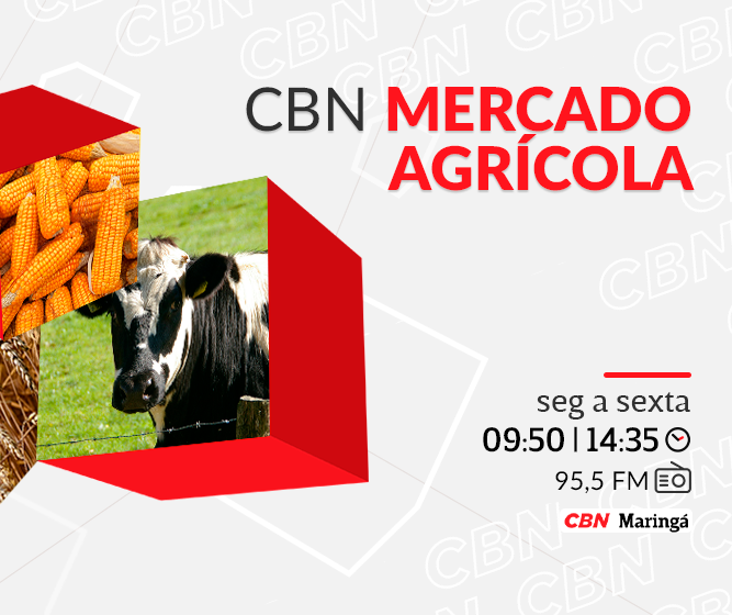 Boi em pé cotado a R$ 305 por arroba