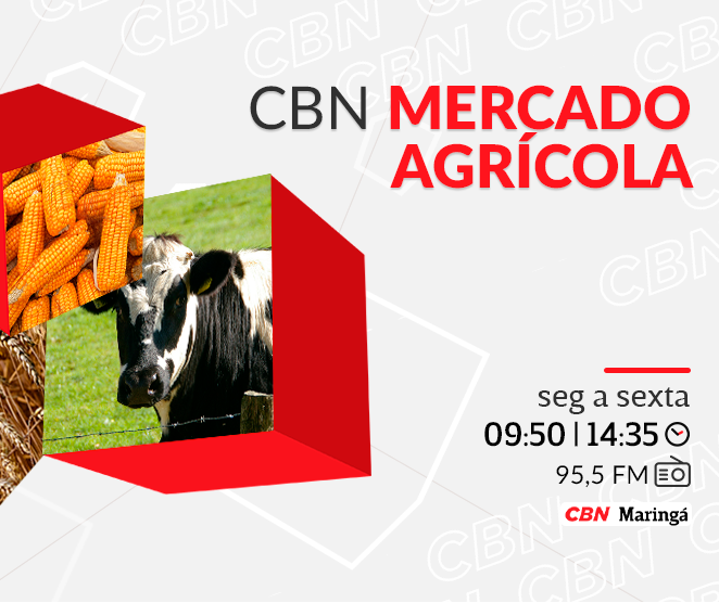 Saca de 60kg do milho oscila para R$ 53,00