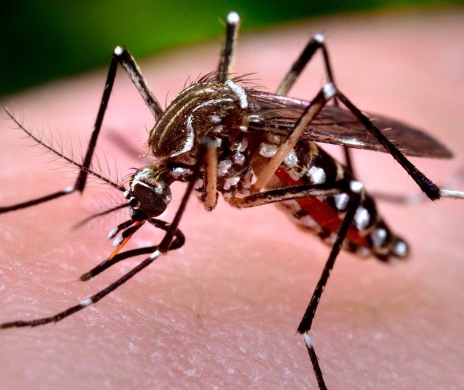 Maringá registra 223 casos de dengue em uma semana, aponta Sesa