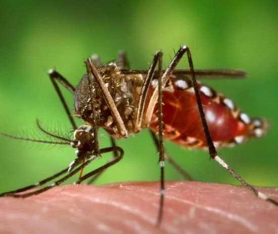 Sobe para cinco o número de mortes por dengue no Paraná