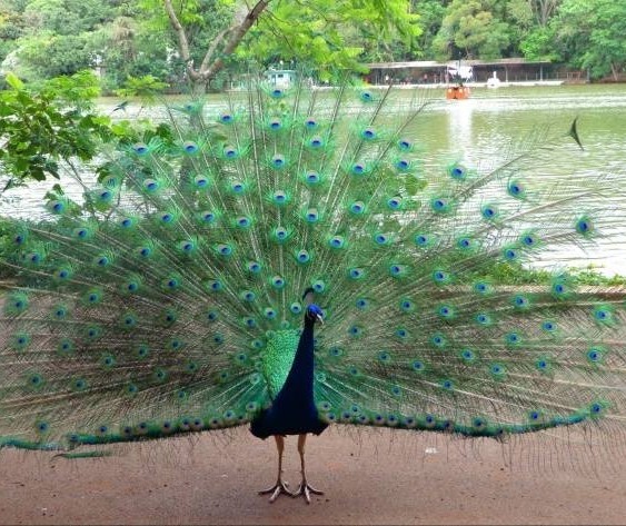 Duas mulheres são investigadas por arrancar penas de um pavão