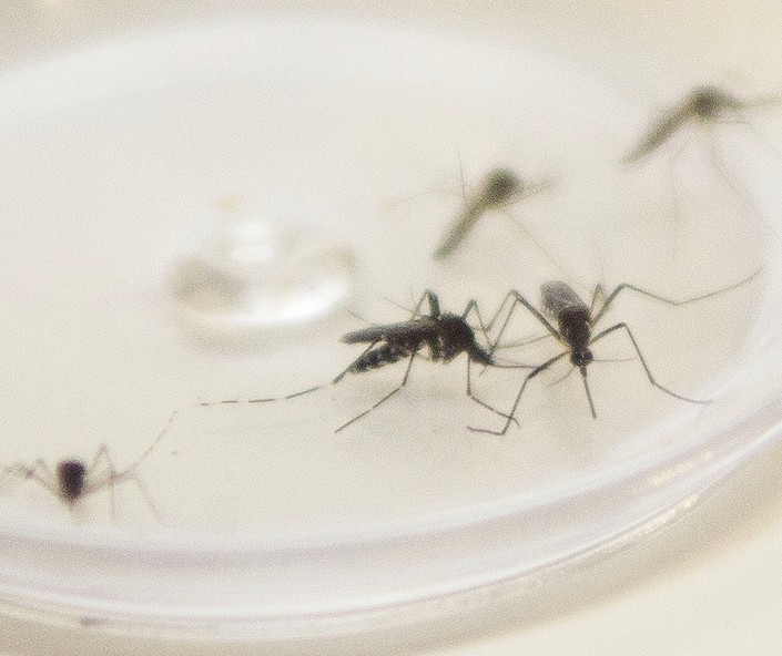 Maringá registra 11 novos casos de dengue em uma semana; total sobe para 45