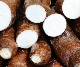 Tonelada da raiz de mandioca custa R$ 290 em Campo Mourão