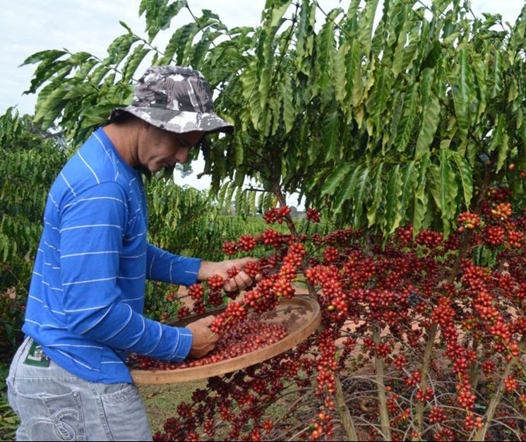Café em coco custa R$ 6,50 kg