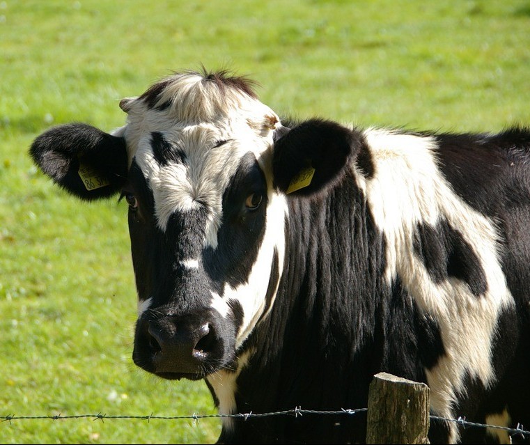 Vaca gorda custa R$ 135 a arroba