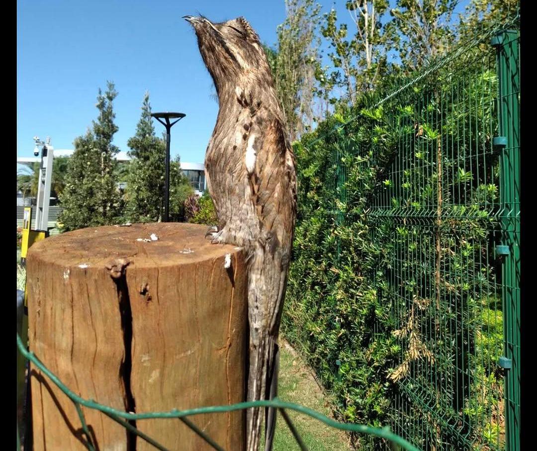 Urutau faz sucesso no Eurogarden; saiba mais sobre este pássaro