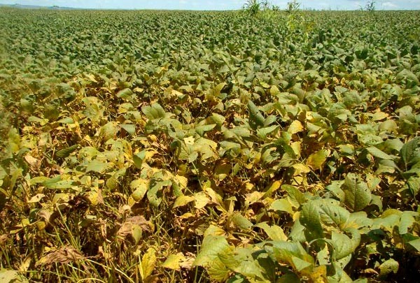 Excesso de chuva favorece aparecimento da ferrugem asiática da soja