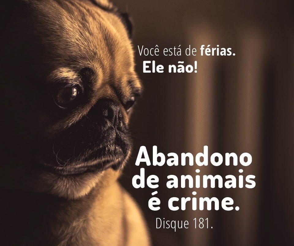 Abandono de animais é crime 