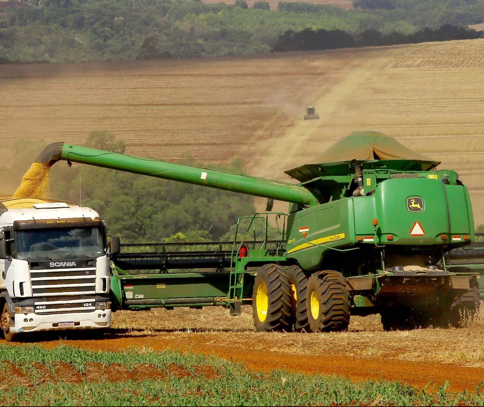 Nematoides causam prejuízos em safras brasileiras