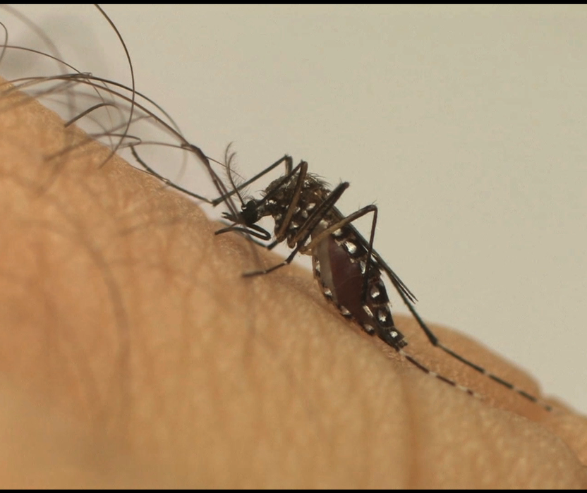 Em uma semana, Maringá registra três casos de dengue