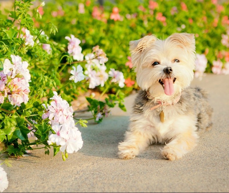 Primavera aumenta a incidência de alergia nos pets; saiba como prevenir