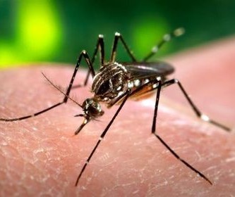 Maringá e Sarandi registram 1º caso de dengue grave 