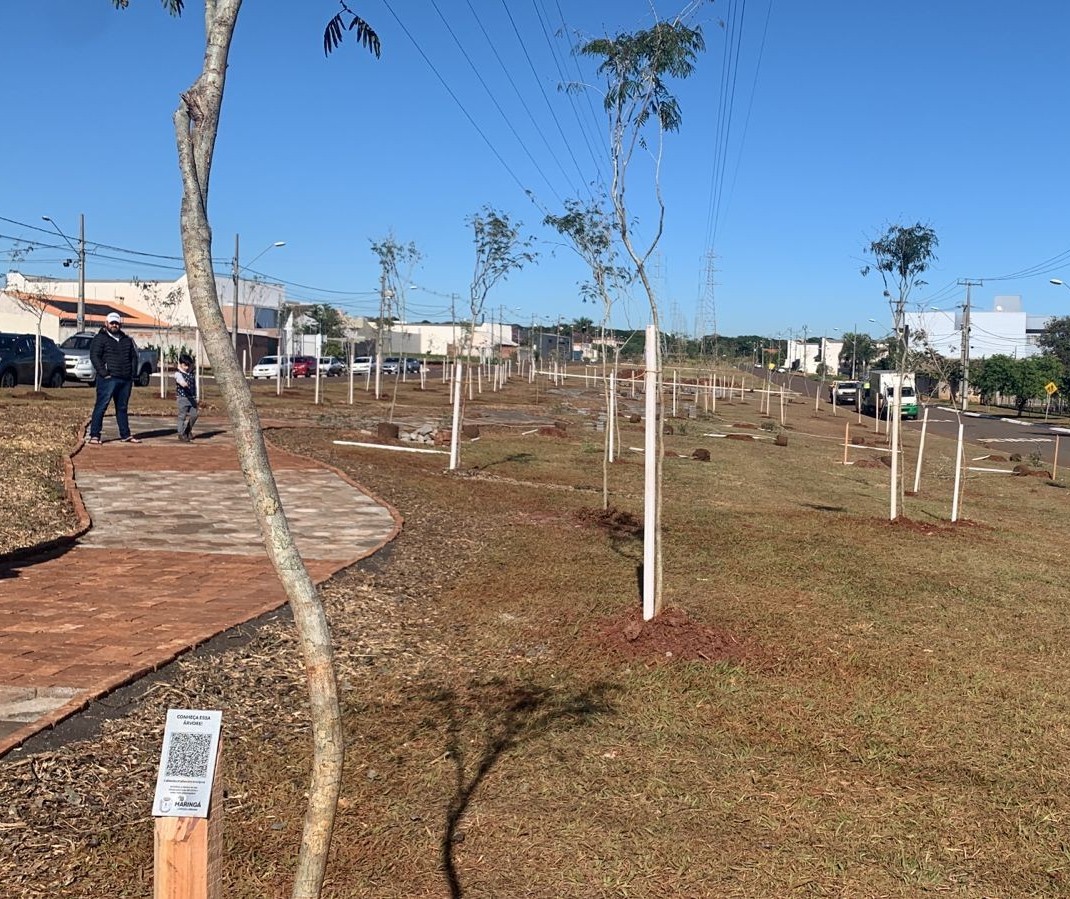 Maringá planta 500 mudas de árvores em quatro locais da cidade