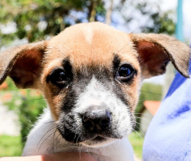 Na temporada de frio os pets também sofrem com doenças respiratórias