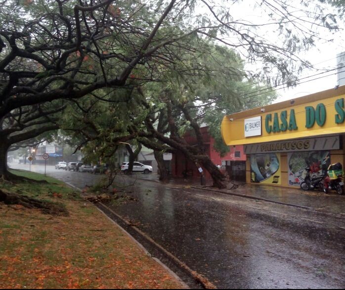 Árvore de grande porte cai e interdita parte da Avenida Laguna em Maringá