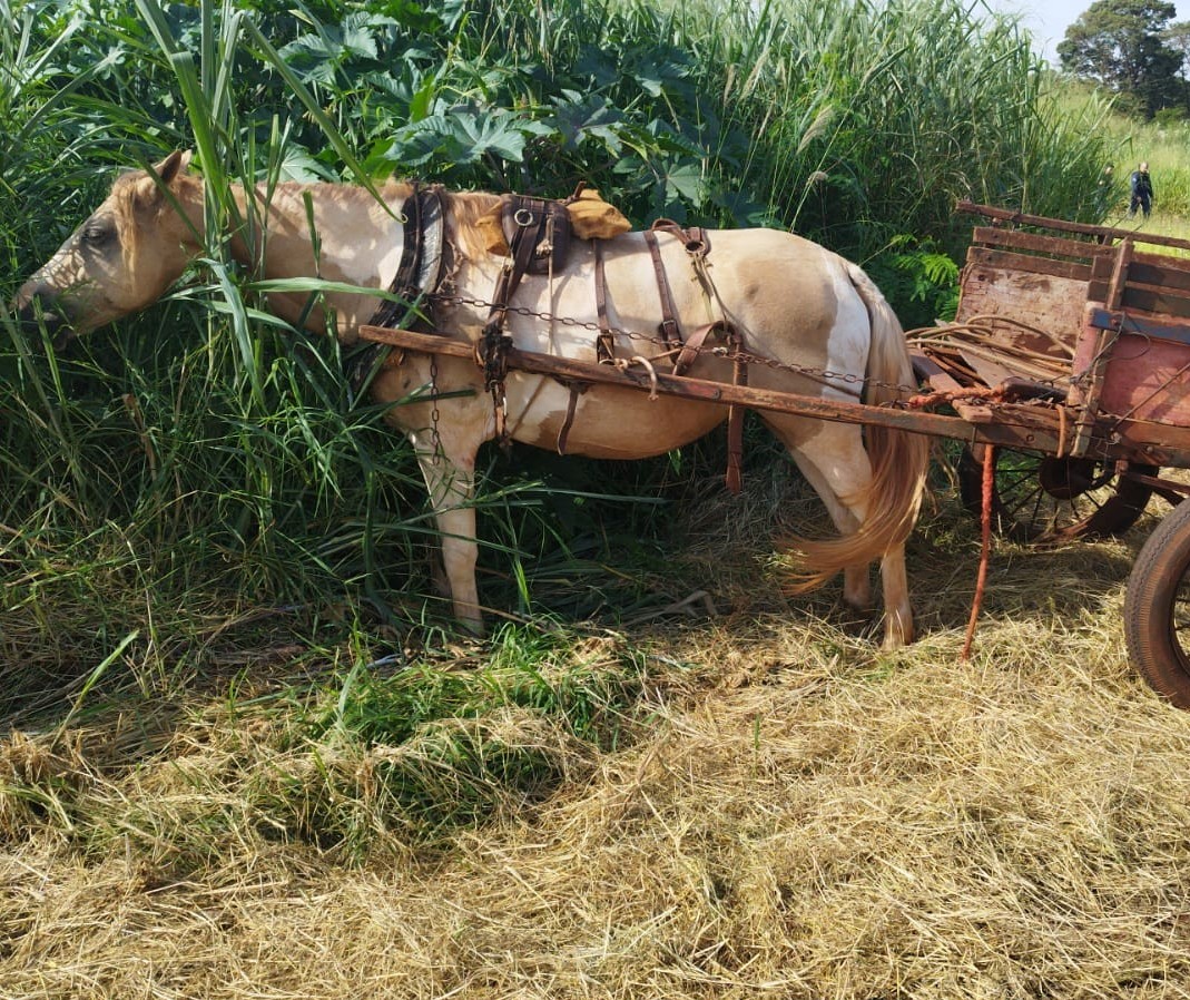 Cavalo e carroça são abandonados perto da linha do trem em Sarandi