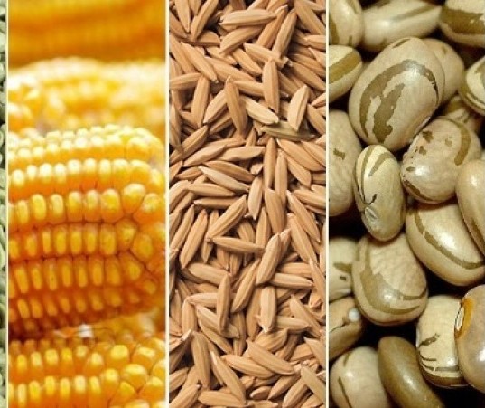 Produção nacional de grãos é estimada em 241,3 milhões de toneladas 