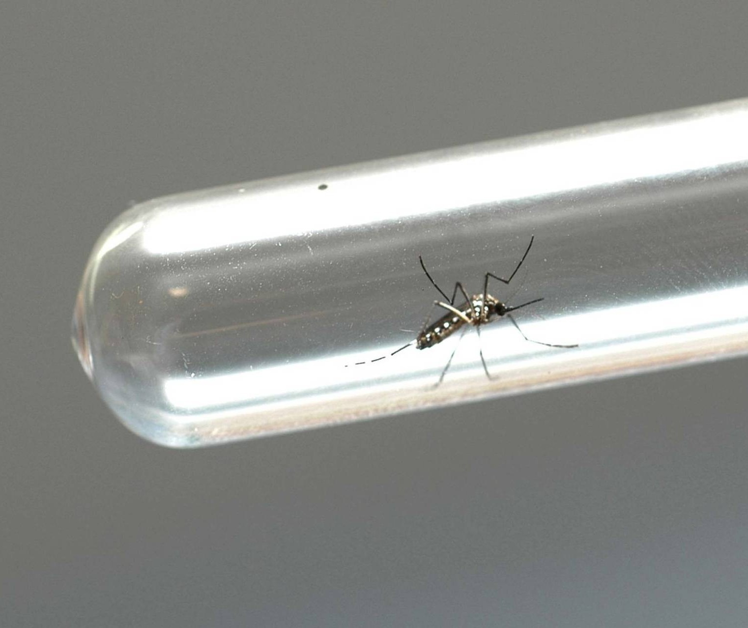 Sesa investiga morte por dengue em Santa Isabel do Ivaí e de uma  moradora de Nova Cantu que faleceu em Maringá 