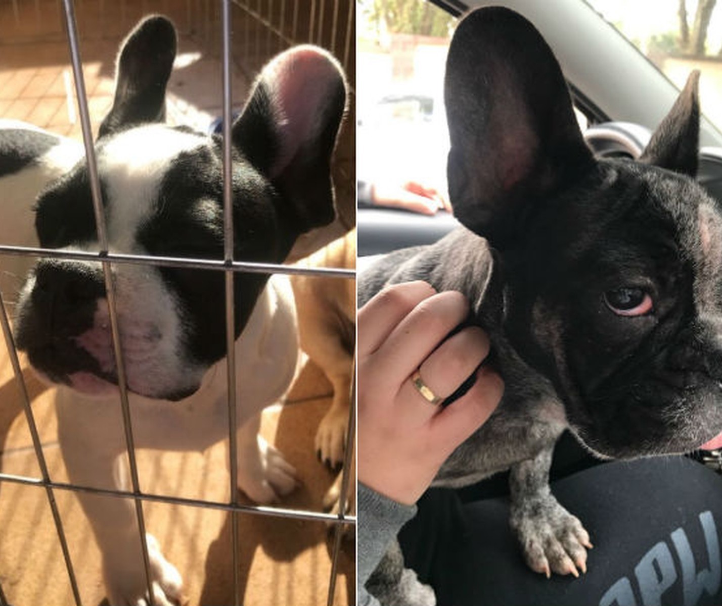 Polícia investiga furto de buldogue francês