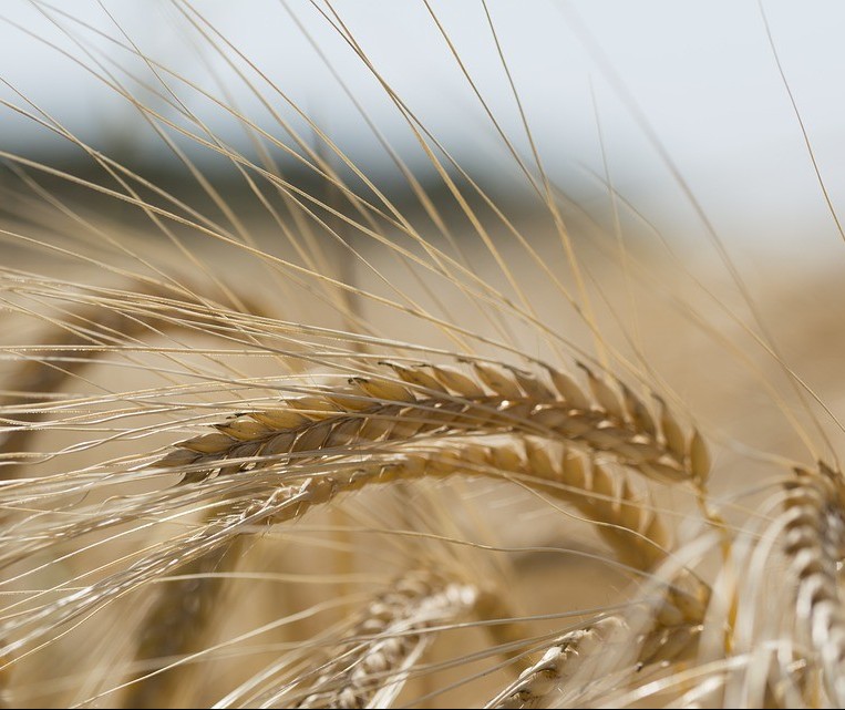 Paraná: Colheita do trigo deve ser encerrada nesta semana, diz Deral