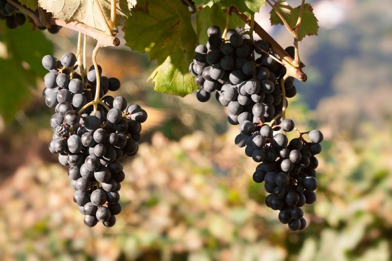 Começa a colheita da uva em Marialva