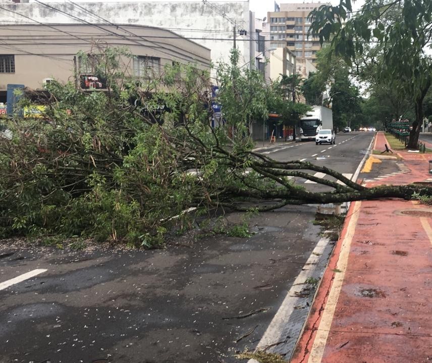 Temporal derruba mais de 40 árvores em Maringá
