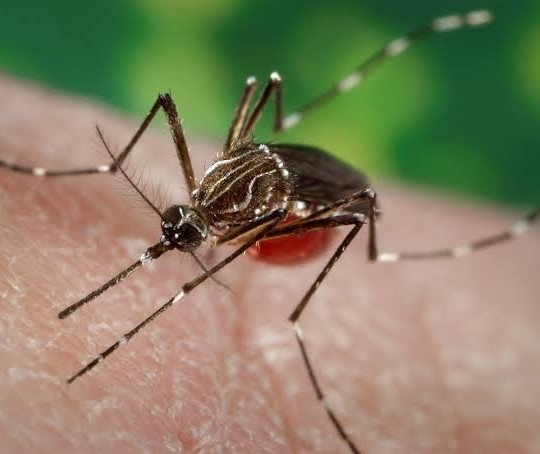 Além de Uniflor, Floraí também enfrenta epidemia de dengue